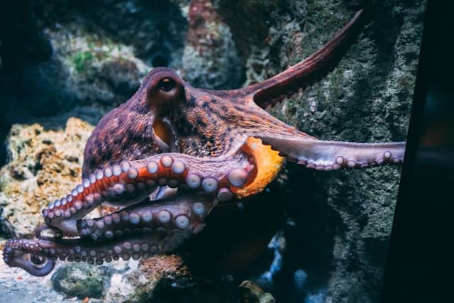 Octopuses defy our conventional definitions of intelligence. AI agents will defy our processes and systems.